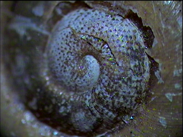 Chilostoma (Campylaea) planospira (Lamarck, 1822)